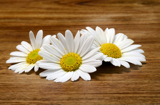 White daisy flowers for background