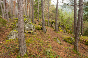 inside a typical forest of the Italian Alps