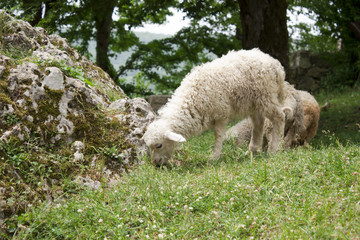 Naklejka na ściany i meble grazing sheep