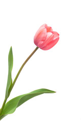Pink tulip on a long stalk stem