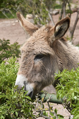 Donkey eats the Hedge - Esel frisst die Hecke