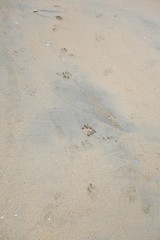 Fototapeta na wymiar Dog paw prints on sand