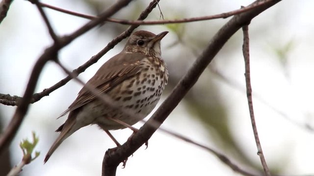 Song Thrush, live sound