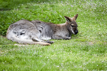 Kangaroo takes a rest - Känguru ruht sich aus 