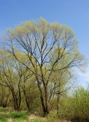 willow trees at spring