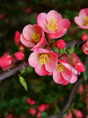 Fototapeta na wymiar pink flowers of Chaenomeles japonica bush
