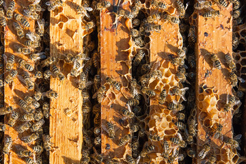 Close up view of the bees swarming on a honeycomb.