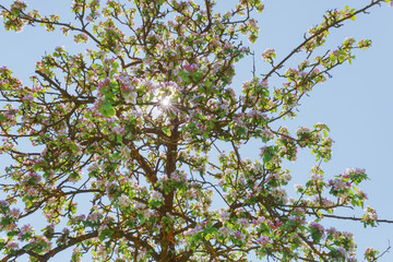 Apfelbaum im Gegenlicht
