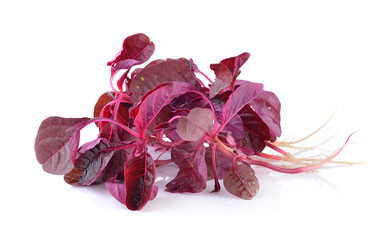 red spinach on a white background