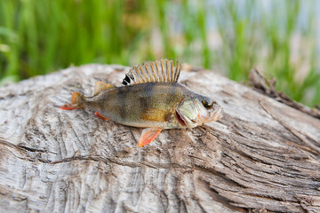 Perch fish just taken from the water.