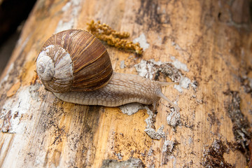 Helix pomatia, common names the Burgundy snail, Roman snail, edi