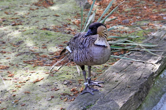 bernache n&eacute;n&eacute; 17052016