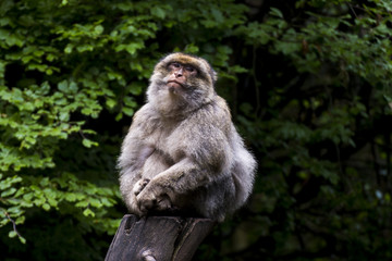 Affe auf Baum sitzend