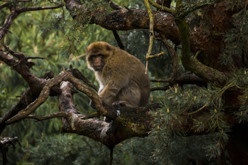 Affe auf Baum