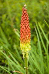 Wallpaper Multy Color Flowers