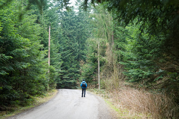 Obraz premium The highway in the coniferous wood