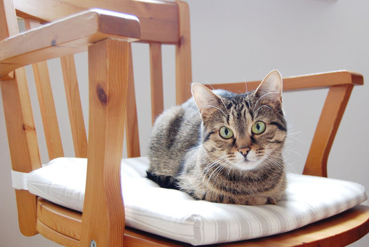 Chair cat deals