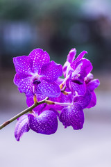 purple vanda orchid