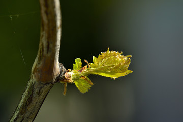 Close-up of a vine bud