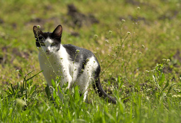 Naklejka na ściany i meble Attentive cat sitting in grass
