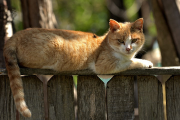 Cat sitting on a fence