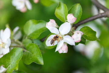 Bee insect pollinating apple tree flowers and collecting pollen
