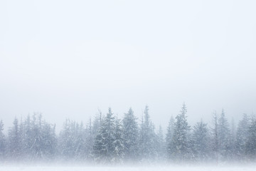 Forest in snow background