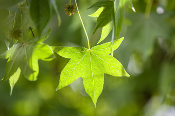 Green leaves in the sun