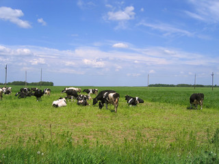 Cows on green meadow