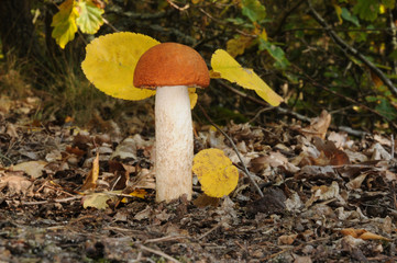 Leccinum aurantiacum, commonly called red capped scaber stalk fungus with forest trees in the background