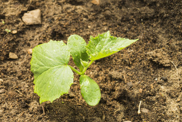 Green sprout cucumber on land