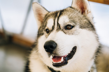 Gray Adult Siberian Husky Dog close up portrait