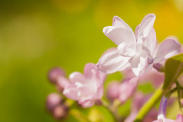 Fototapeta na wymiar branch of lilac in nature