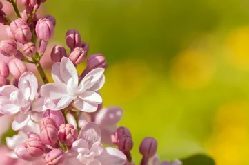 Photo sur Plexiglas Lilas branche de lilas dans la nature