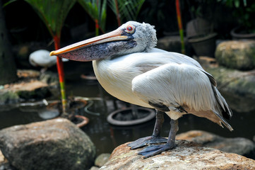 Pelican stands on a rock close up 