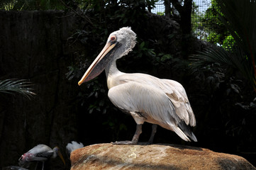 Pelican stands on a rock close up 
