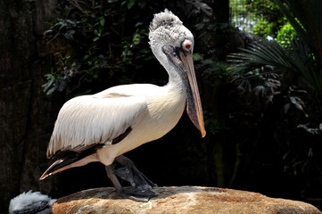 Pelican stands on a rock close up 