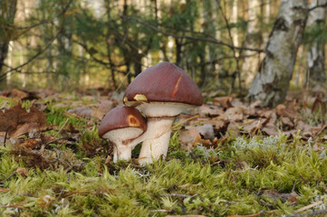 Suillus luteus fungus, commonly referred to as slippery jack or sticky bun in English speaking countries