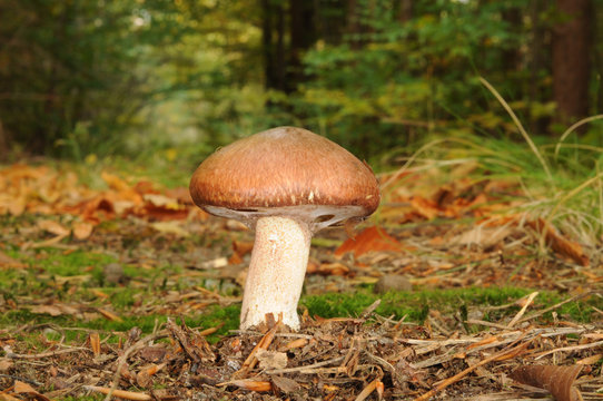 Suillus luteus fungus, commonly referred to as slippery jack or sticky bun in English speaking countries