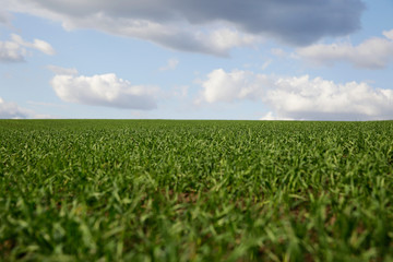 Field