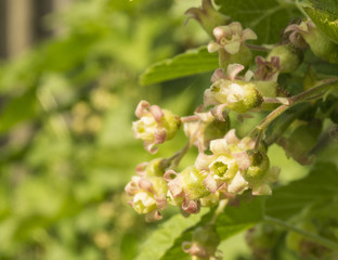 Fototapeta premium Spring flower of the currant