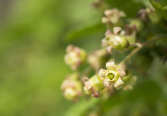 Fototapeta premium Spring flower of the currant
