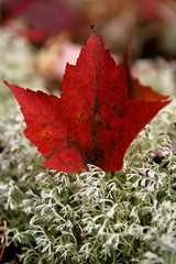 Red maple leaf in white moss.