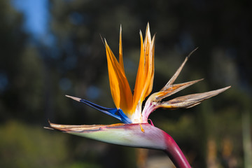 Plakat bird of paradise flowers in a garden