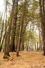 A walk in the forest.