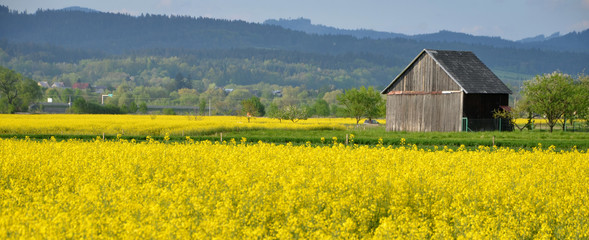 Yellow field of oilseed rape with wooden warehouse in background