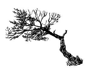 drawold sprawling dry foliage tree graphic vector illustration