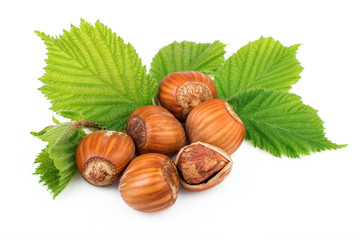 Hazelnuts organic plant with leaves on white background