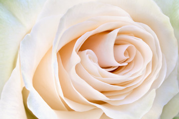 petals cream-colored rose closeup