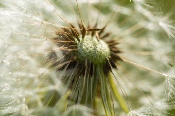 Dandelion seeds in close up
